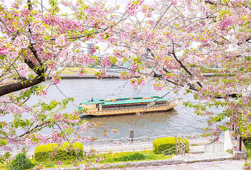 4月 お花見クルーズ